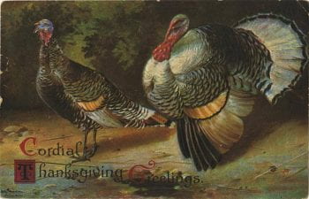 Turkeys Photo
